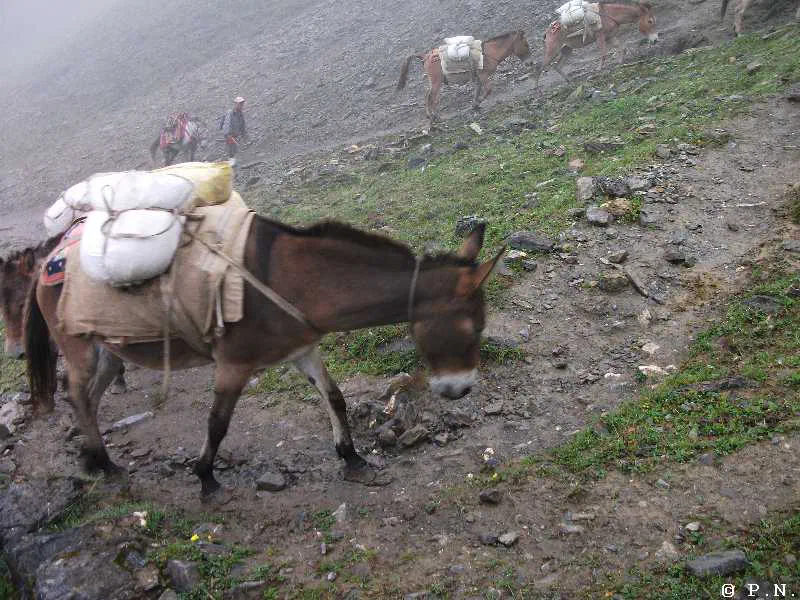 Thorong La – zdjęcie 109