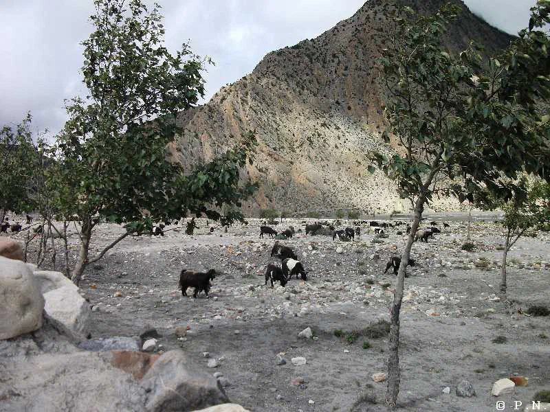Kaligandaki – zdjęcie 47