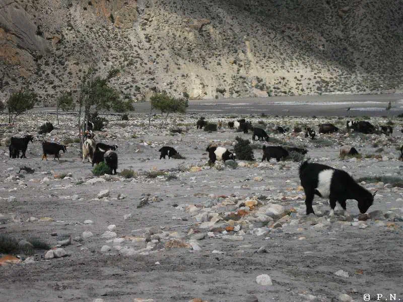 Kaligandaki – zdjęcie 48