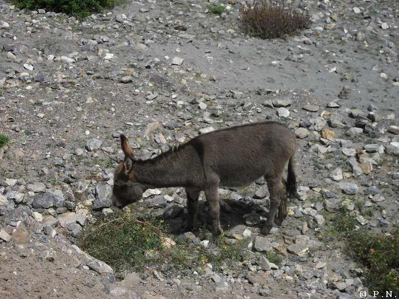 Kaligandaki – zdjęcie 87