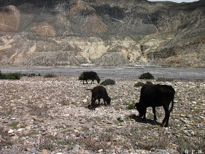Kaligandaki – zdjęcie 88