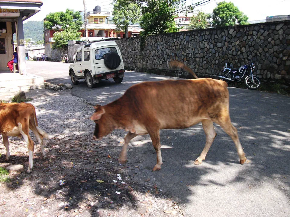 Pokhara – zdjęcie 40
