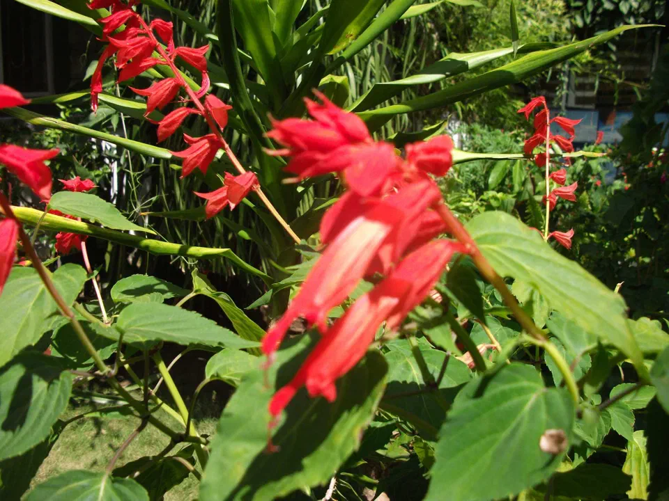 Pokhara – zdjęcie 7