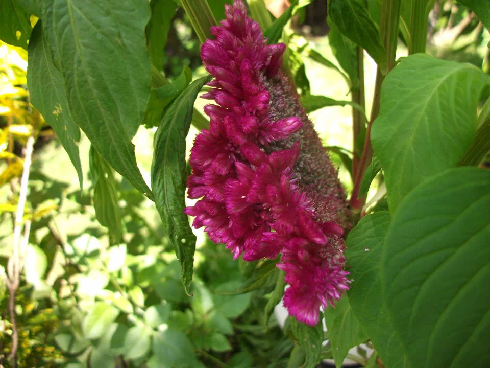 Pokhara – zdjęcie 8