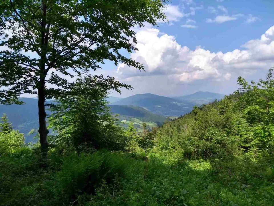 Lubień – Szczebel – Skomielna Biała 2019.06.07 – zdjęcie 13